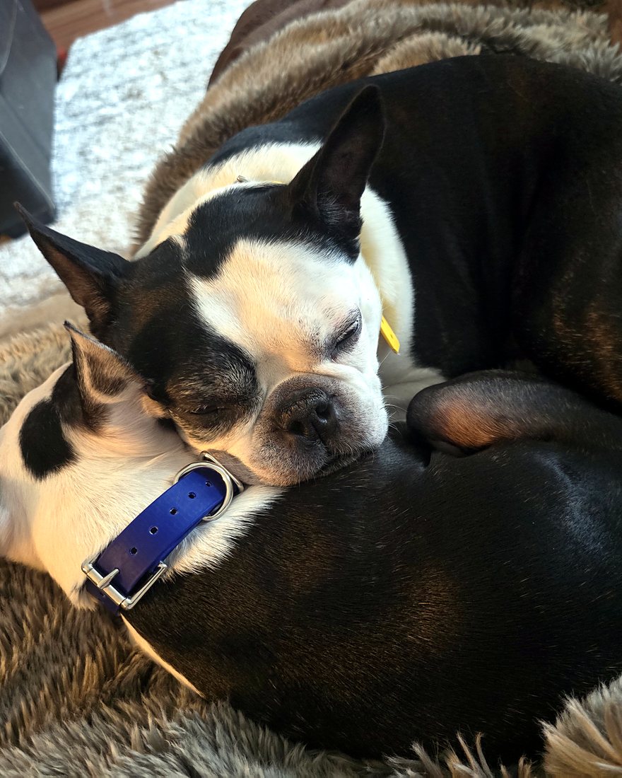 Two Boston Terriers sound asleep, curled up together on a soft rug at home
