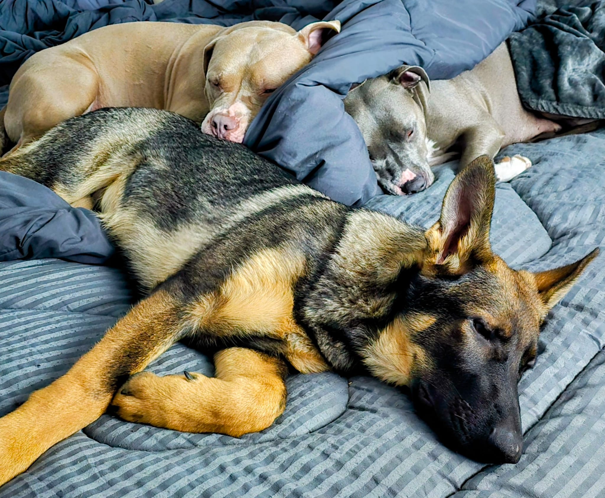 Chelsey's three dogs sleeping in a cozy pile on the bed at home