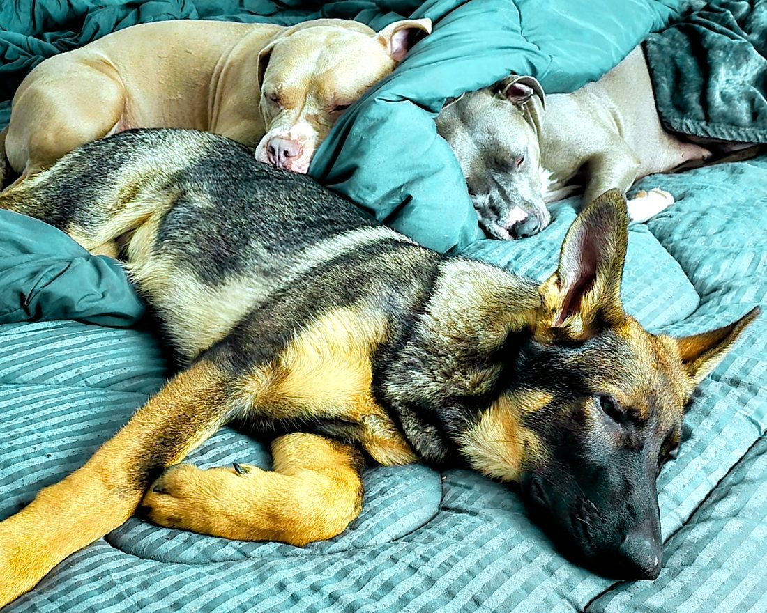 Chelsey's three dogs sleeping in a cozy pile on the bed at home